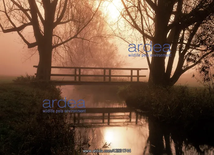 : Romantic bridge spanning brook in morning mist : Romantic bridge spanning brook in morning mist