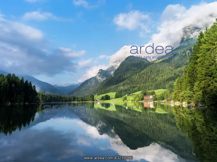 : The romantic lake Hintersee, at morning : The romantic lake Hintersee, at morning