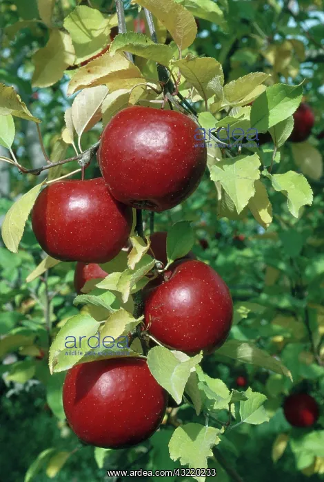 : Rome Beauty Apples : Rome Beauty Apples