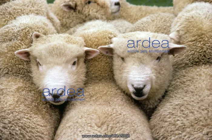  : Romney sheep