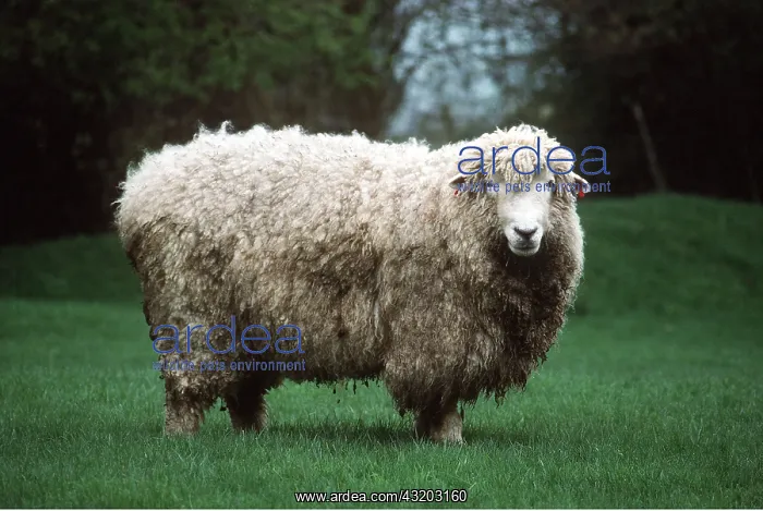 : ROMNEY SHEEP : ROMNEY SHEEP