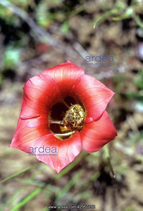 : Romulea - polinated by Monkey Beetle : Romulea - polinated by Monkey Beetle