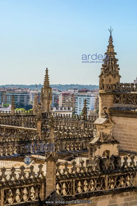 : Roof of the Catedral de Sevilla (Seville Cathedral), UNESCO : Roof of the Catedral de Sevilla (Seville Cathedral), UNESCO