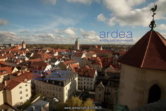 : Roof top view of Old Town Regensburg, Germany : Roof top view of Old Town Regensburg, Germany