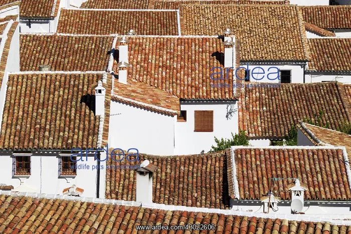 : Above the roofs of the White Town of Grazalema : Above the roofs of the White Town of Grazalema