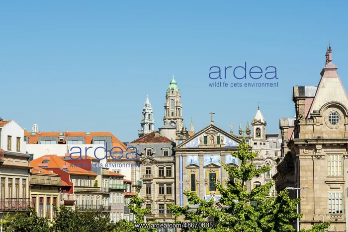 : Rooftops and Iglesia de San Antonio de los Congregados : Rooftops and Iglesia de San Antonio de los Congregados