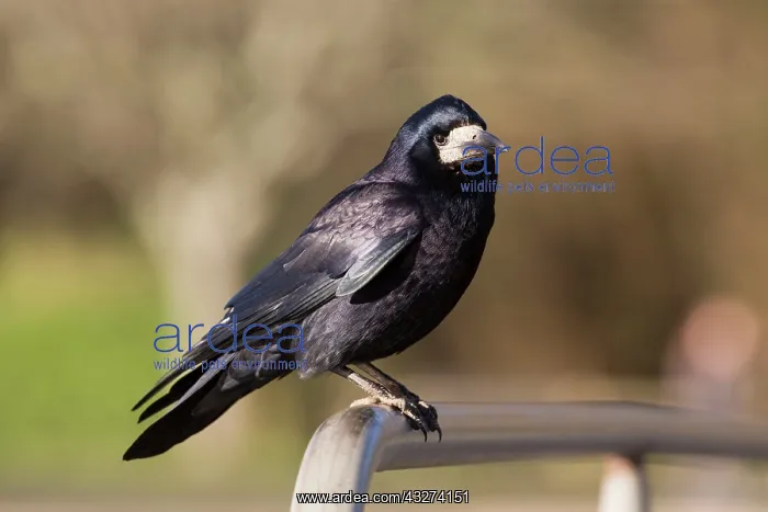 : Rook : Rook
