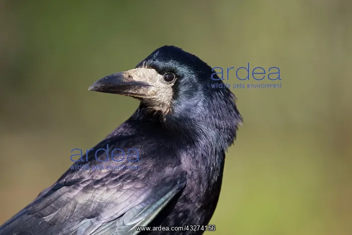 : Rook : Rook