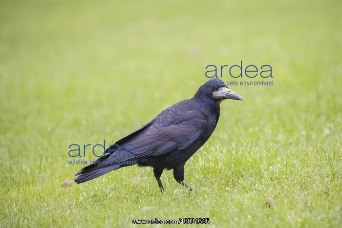 : Rook - adult bird - Germany : Rook - adult bird - Germany
