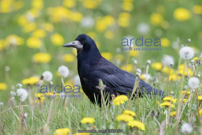 : Rook - adult bird - Germany : Rook - adult bird - Germany