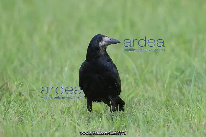 : Rook - adult bird - Germany : Rook - adult bird - Germany