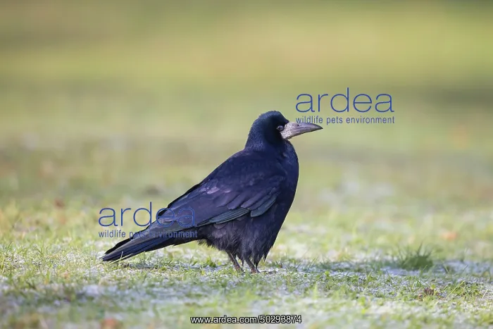 : Rook - adult bird - Germany : Rook - adult bird - Germany
