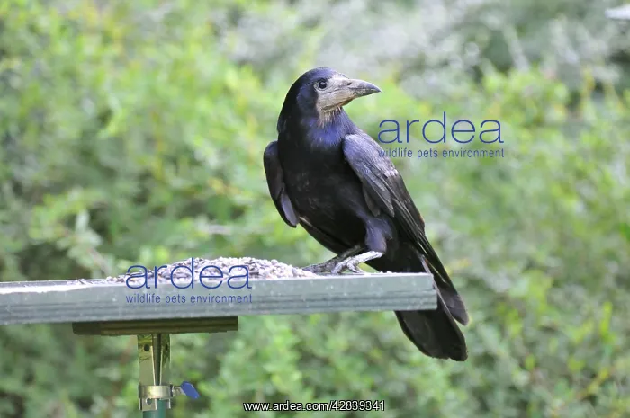 : Rook - on bird feeding table : Rook - on bird feeding table