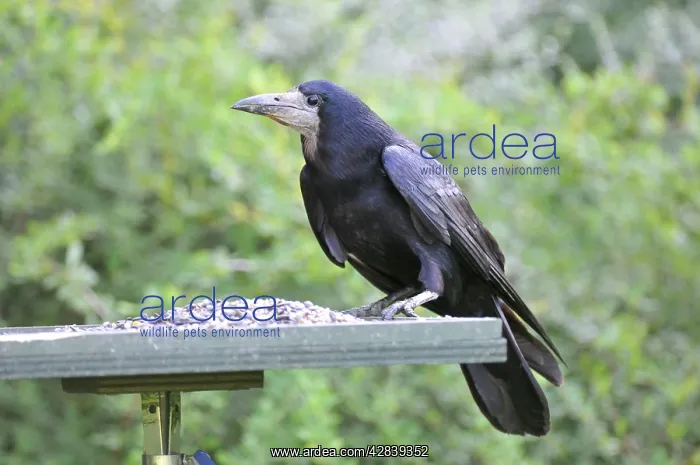 : Rook - on bird feeding table : Rook - on bird feeding table