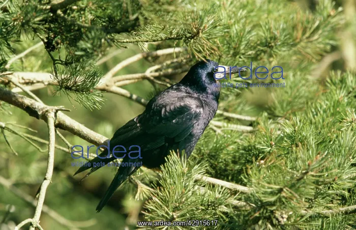 : ROOK - on Conifer branch, LOOKING : ROOK - on Conifer branch, LOOKING