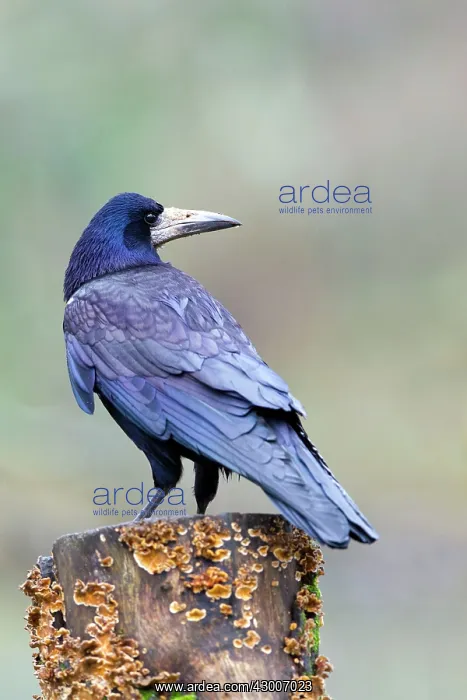 : Rook (Corvus frugilegus)