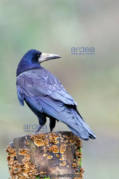  : Rook (Corvus frugilegus)