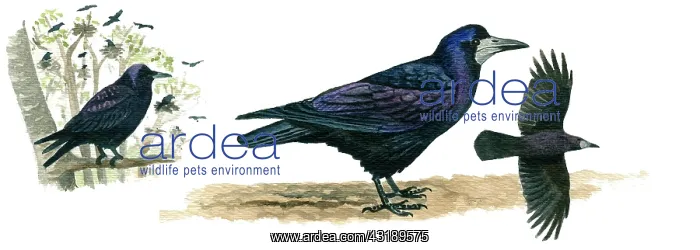 : Rook (Corvus frugilegus) adult on ground and flying : Rook (Corvus frugilegus) adult on ground and flying