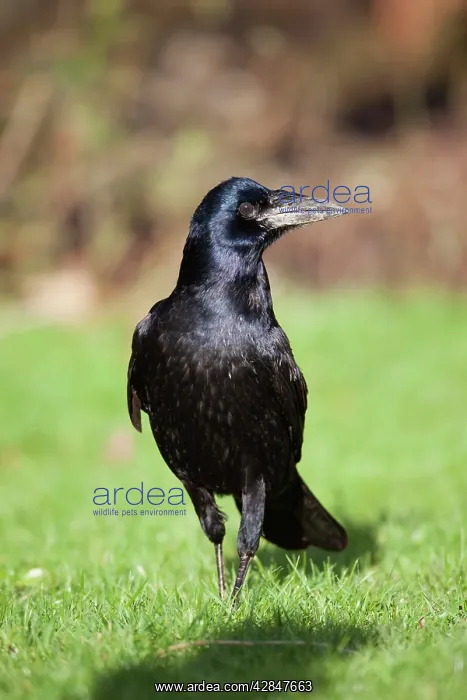  : Rook (Corvus frugilegus). Cornwall - UK