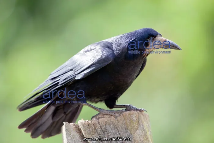 : Rook (Corvus frugilegus). Cornwall - UK : Rook (Corvus frugilegus). Cornwall - UK