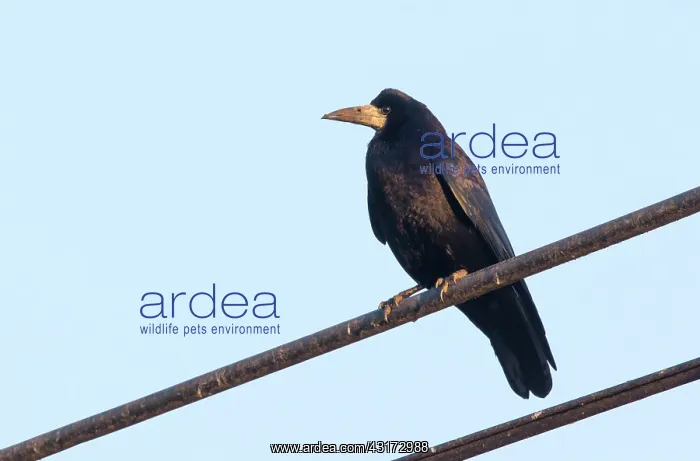 : Rook (Corvus frugilegus), Crow perched on a wire : Rook (Corvus frugilegus), Crow perched on a wire