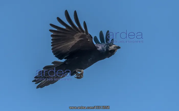 : Rook, Corvus frugilegus, in flight, autumn : Rook, Corvus frugilegus, in flight, autumn