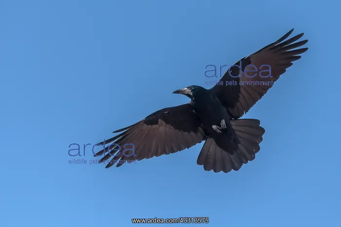 : Rook, Corvus frugilegus, in flight, autumn : Rook, Corvus frugilegus, in flight, autumn