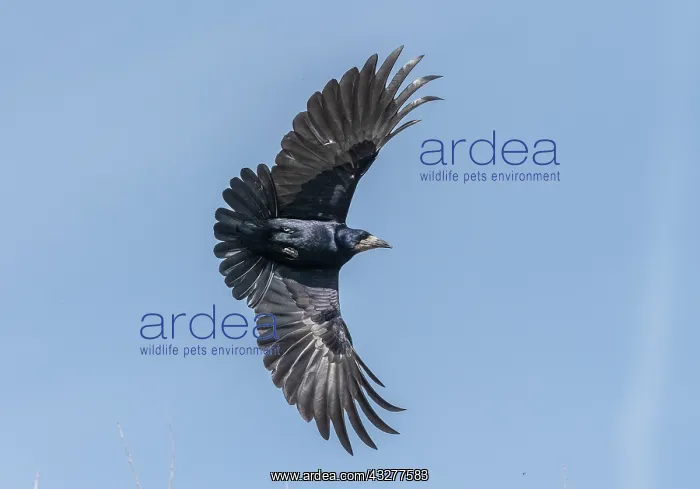 : Rook, Corvus frugilegus, in flight, spring : Rook, Corvus frugilegus, in flight, spring