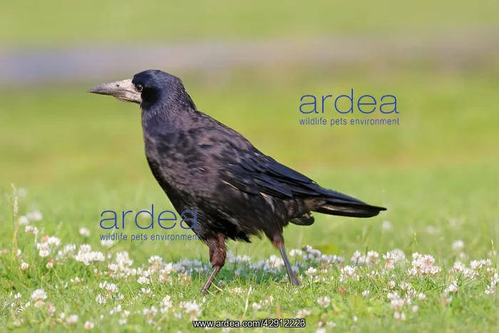: Rook (Corvus frugilegus). Slimbridge - UK : Rook (Corvus frugilegus). Slimbridge - UK