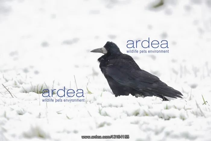 : Rook (Corvus frugilegus) in the snow, The Netherlands, Gelderland : Rook (Corvus frugilegus) in the snow, The Netherlands, Gelderland