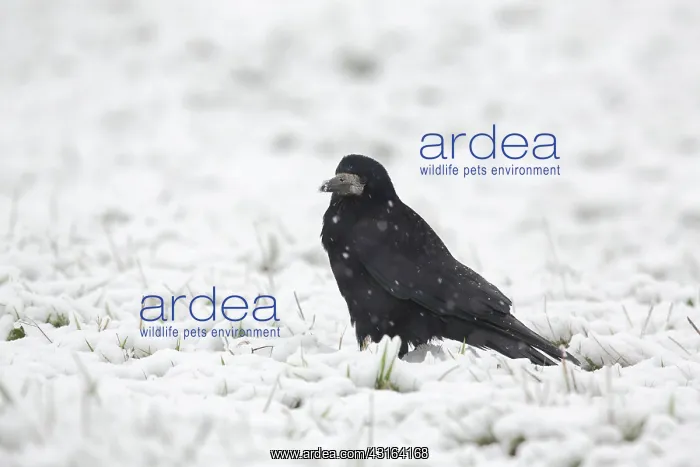 : Rook (Corvus frugilegus) in the snow, The Netherlands, Gelderland : Rook (Corvus frugilegus) in the snow, The Netherlands, Gelderland