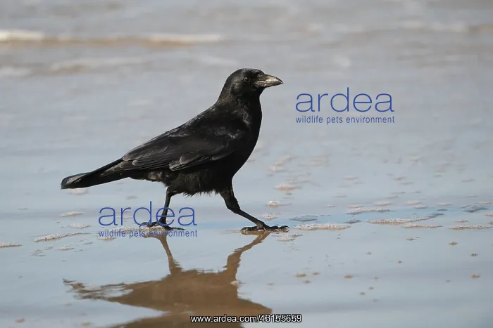 : Rook (Corvus frugilegus) walking on the sea shore : Rook (Corvus frugilegus) walking on the sea shore