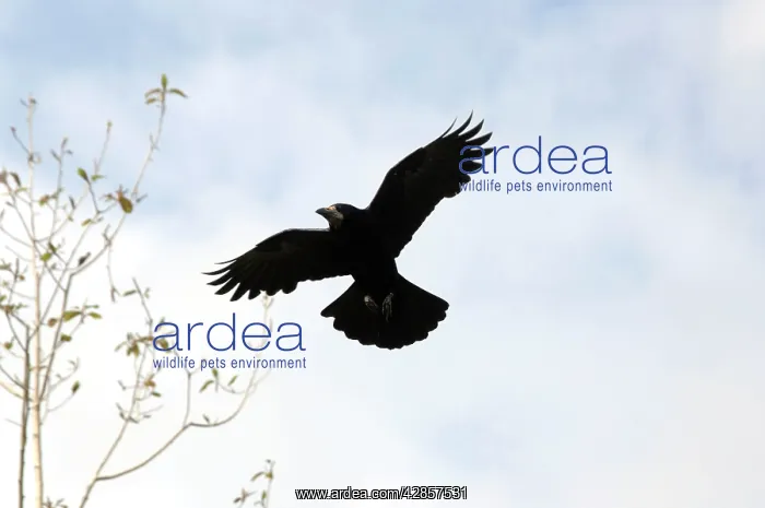: Rook - In flight : Rook - In flight