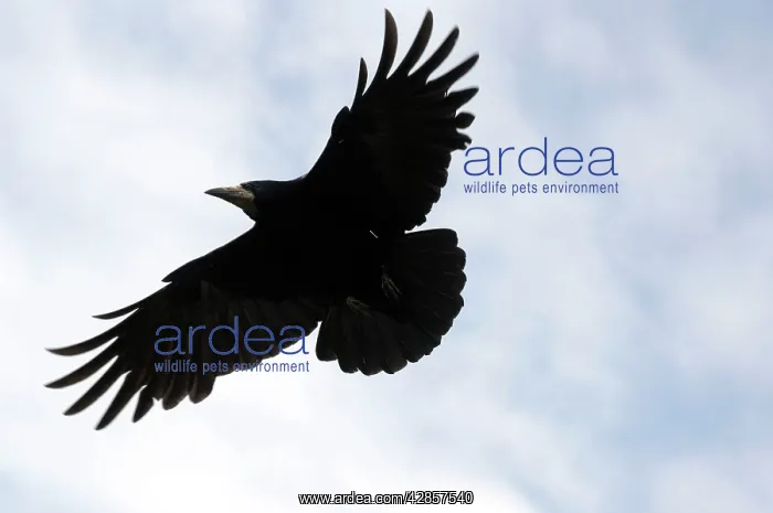 : Rook - In flight : Rook - In flight