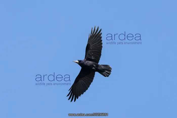 : Rook flight : Rook flight