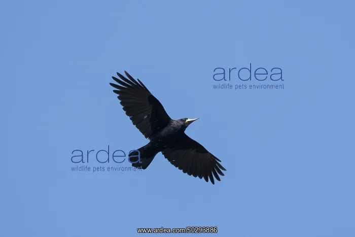 : Rook flight : Rook flight