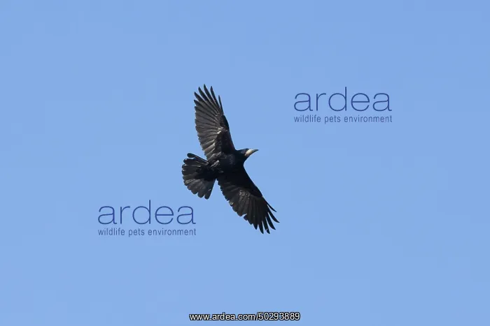 : Rook flight : Rook flight