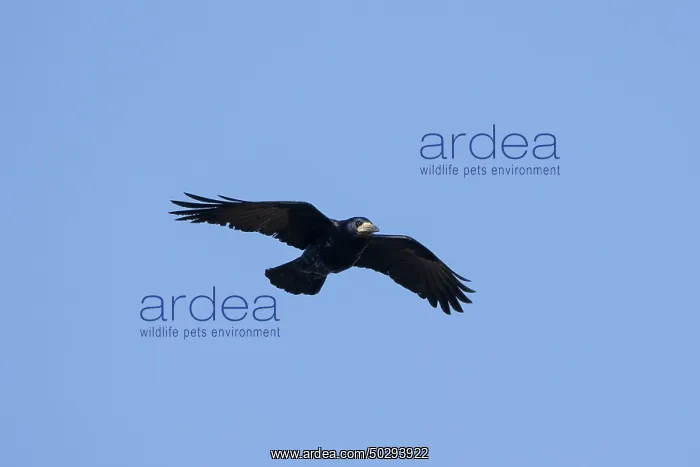 : Rook flight : Rook flight