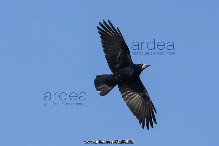 : Rook flight : Rook flight