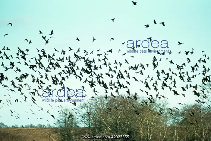 : ROOK - Flock in flight over trees