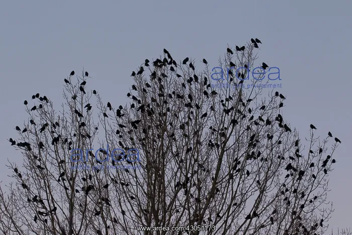 : Rook flock Rook flock at roost in tree at dusk Germany : Rook flock Rook flock at roost in tree at dusk Germany