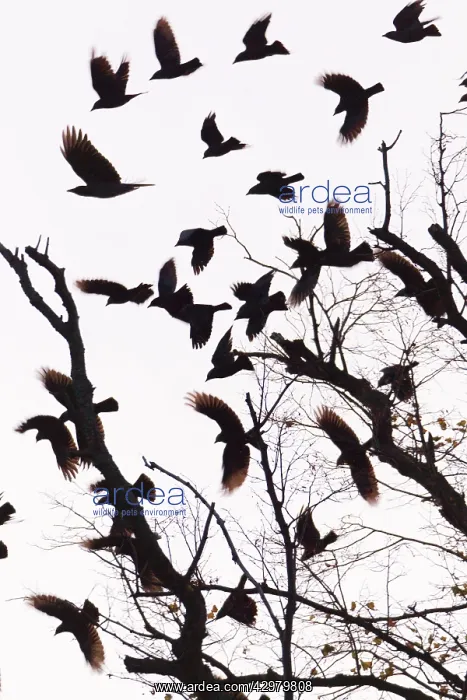 : Rook and Jackdaw - (Coloeus monedula) - flock leaving : Rook and Jackdaw - (Coloeus monedula) - flock leaving