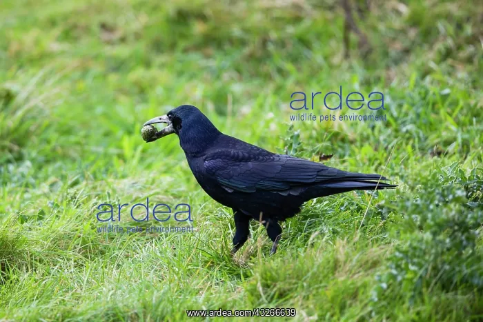 : Rook, on meadow, carrying fir cone in beak, Northumberland : Rook, on meadow, carrying fir cone in beak, Northumberland