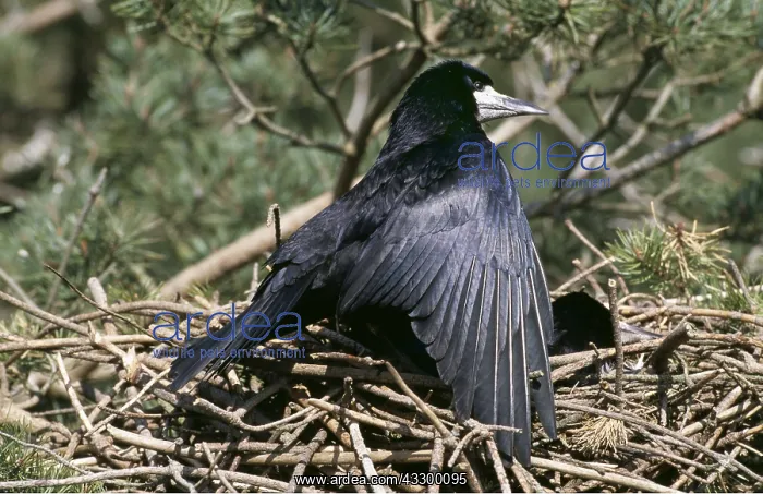 : ROOK - on nest with young : ROOK - on nest with young