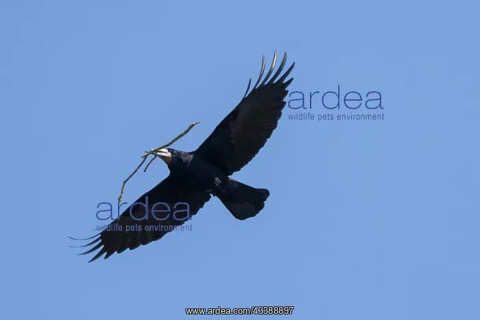 : Rook nesting material : Rook nesting material