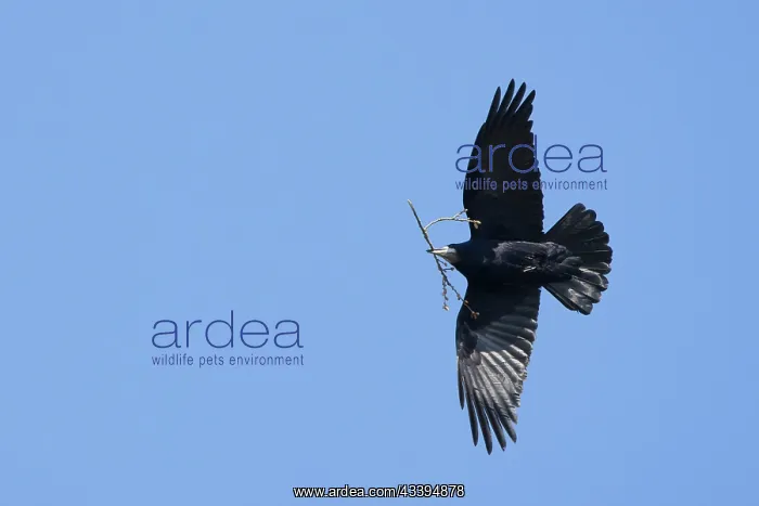 : Rook nesting material : Rook nesting material
