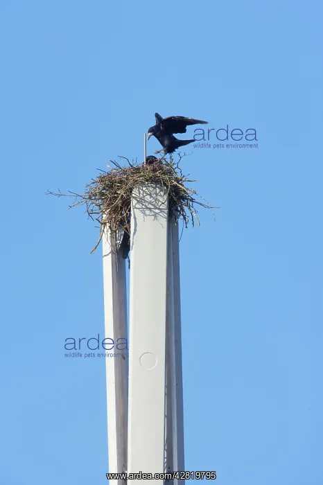 : Rook - Pair nesting on mobile phone mast : Rook - Pair nesting on mobile phone mast
