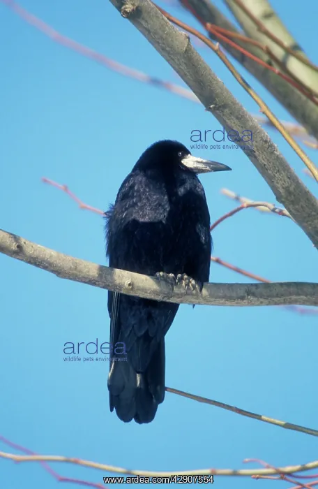 : ROOK - perched on branch : ROOK - perched on branch
