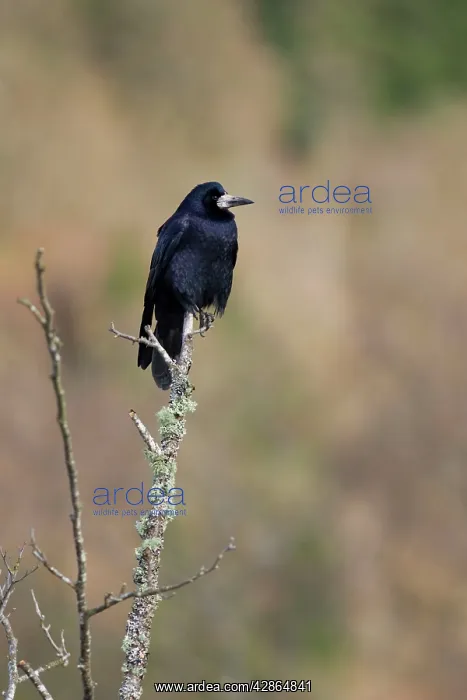 : Rook - Perched on lichen covered branch : Rook - Perched on lichen covered branch