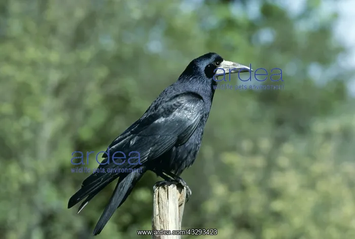 : ROOK - perching on post : ROOK - perching on post